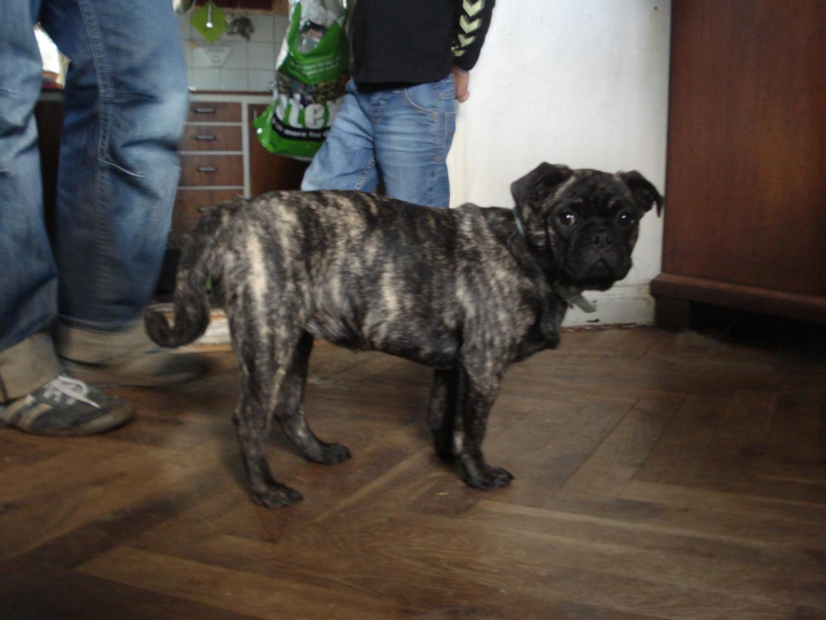 Blanding af racer Alma billede 2