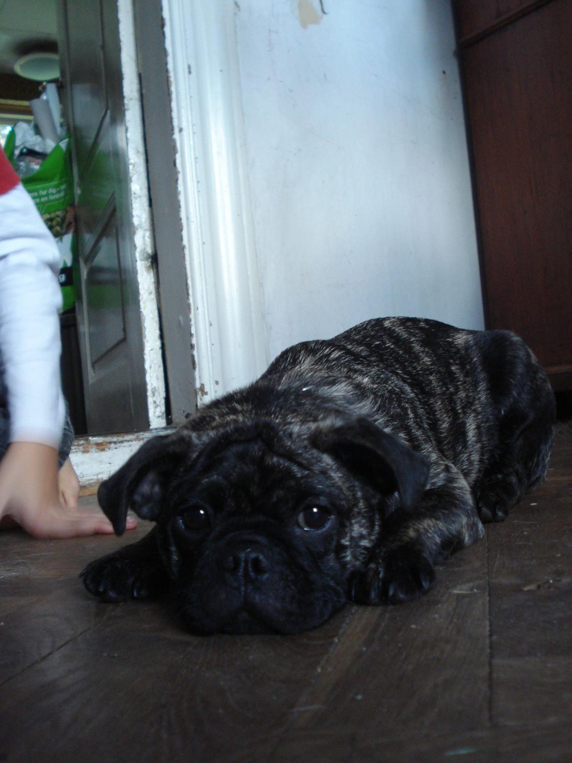 Blanding af racer Alma billede 3