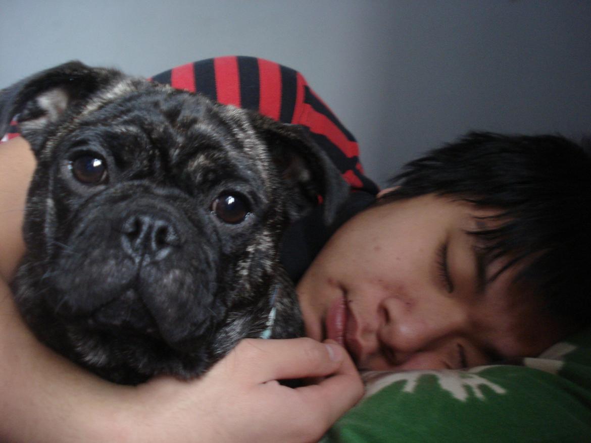 Blanding af racer Alma billede 4