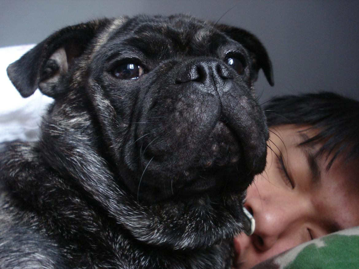 Blanding af racer Alma billede 5