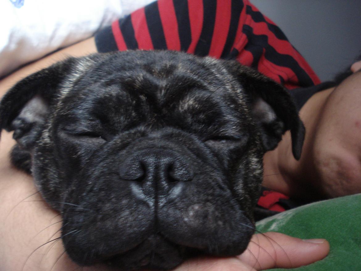 Blanding af racer Alma billede 6