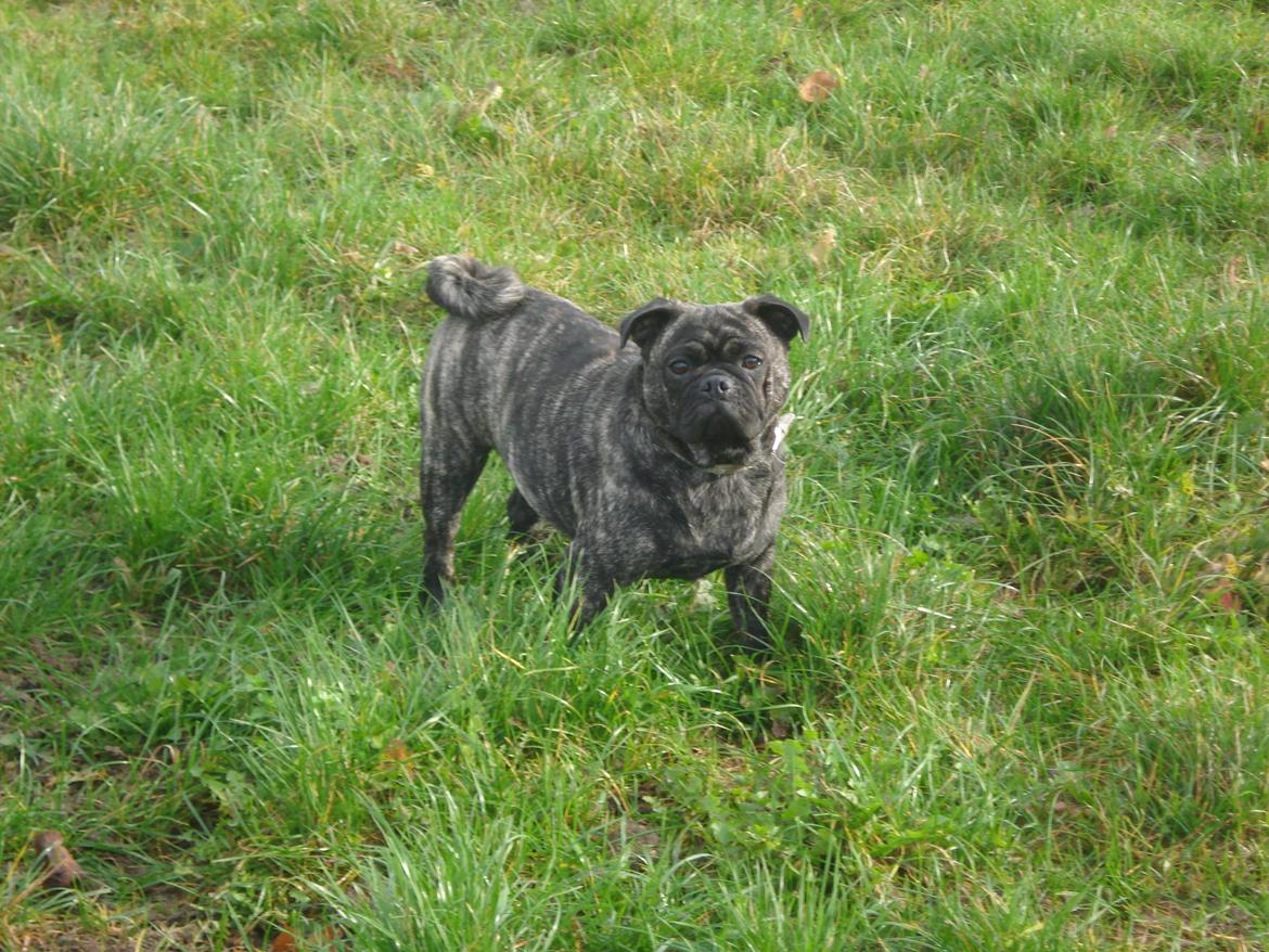 Blanding af racer Alma billede 7