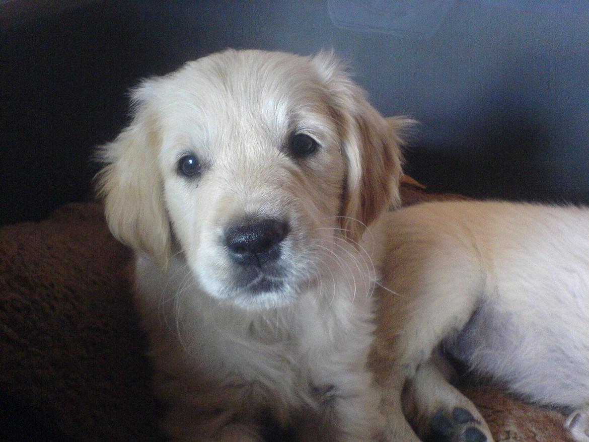 Golden retriever Bella billede 19