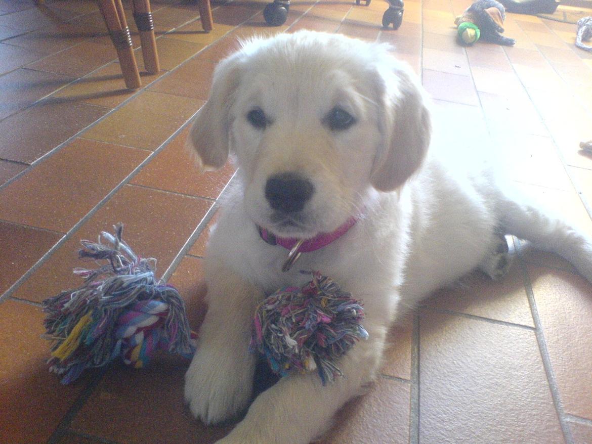 Golden retriever Bella billede 20