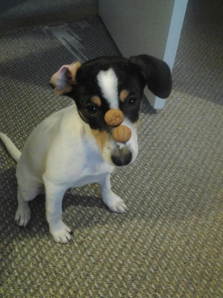 Dansk svensk gaardhund Thor billede 7