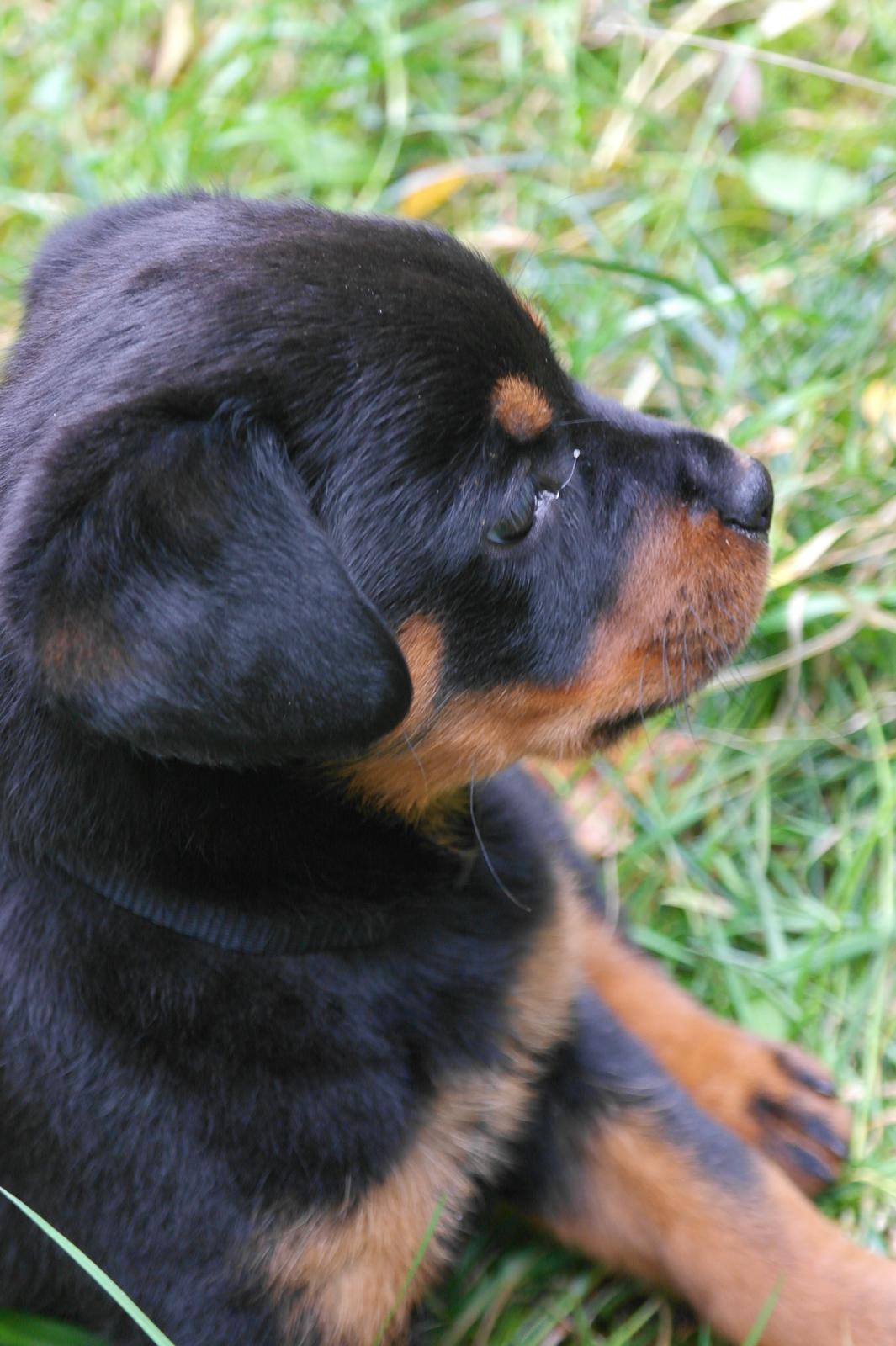 Rottweiler Chika billede 1
