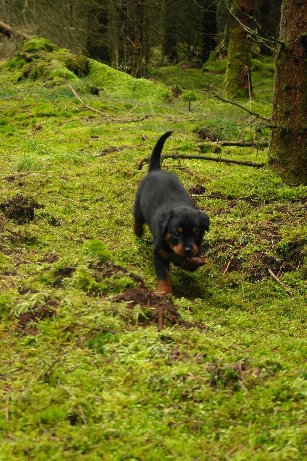 Rottweiler Chika billede 3