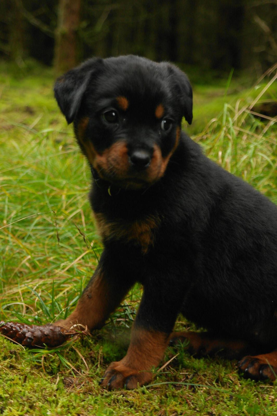 Rottweiler Chika billede 4