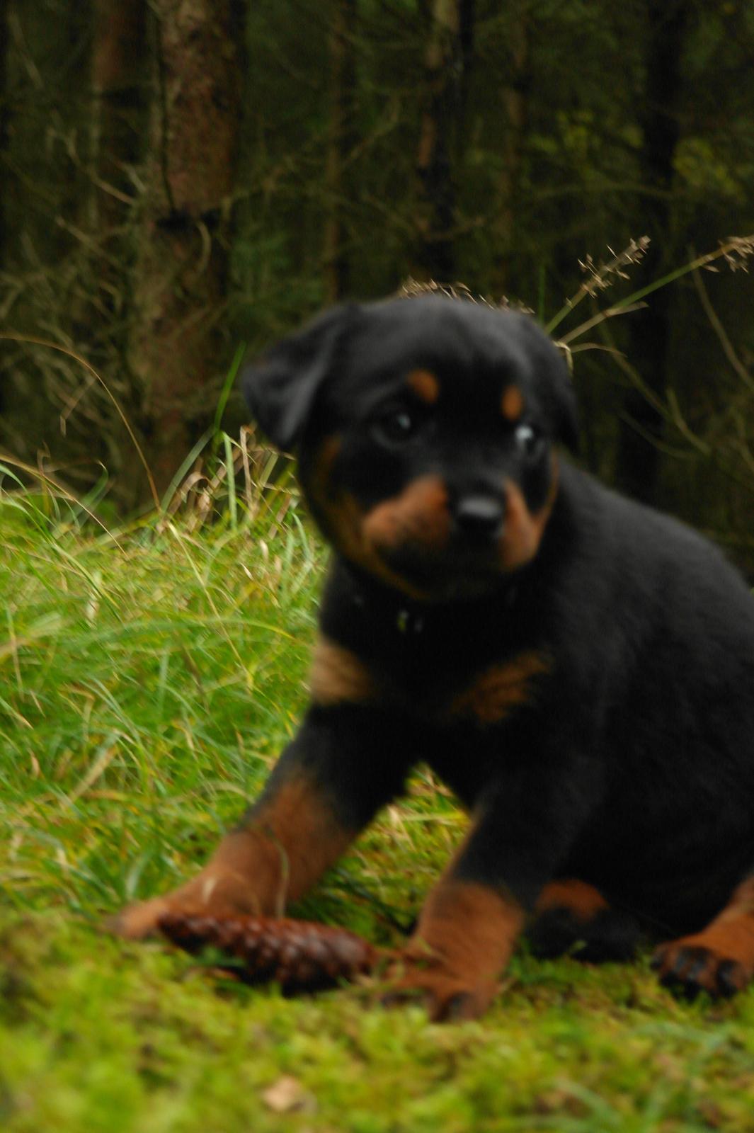 Rottweiler Chika billede 5