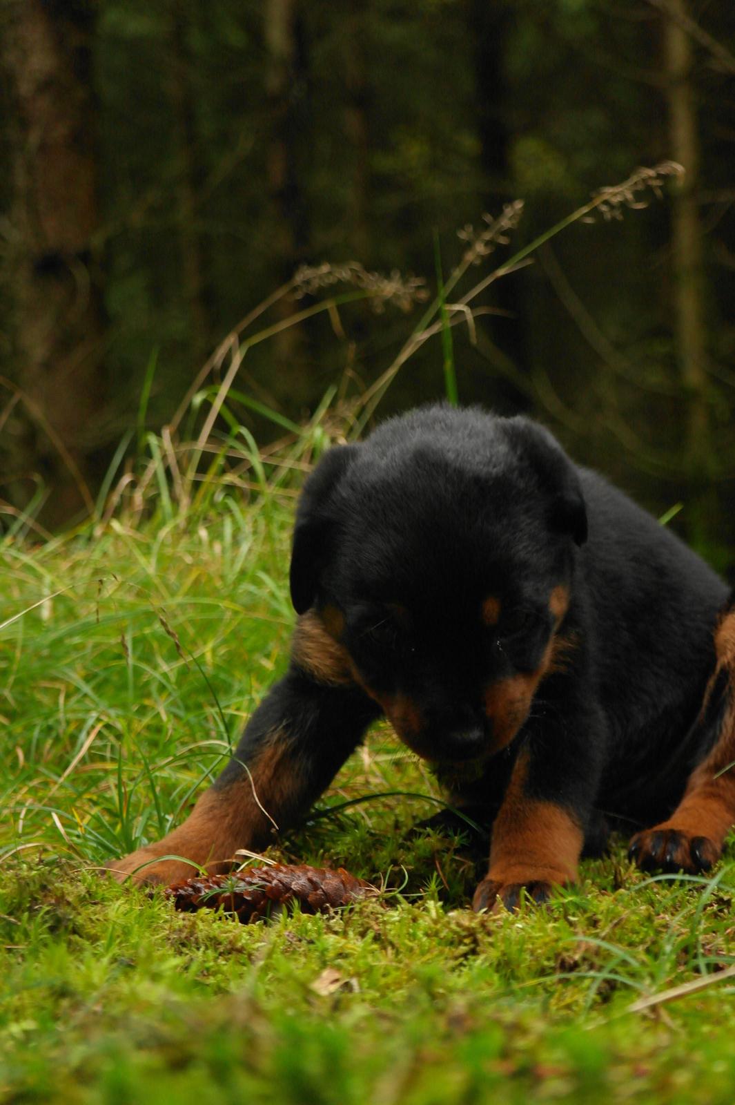 Rottweiler Chika billede 6