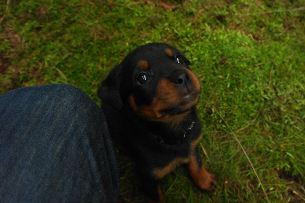 Rottweiler Chika billede 7
