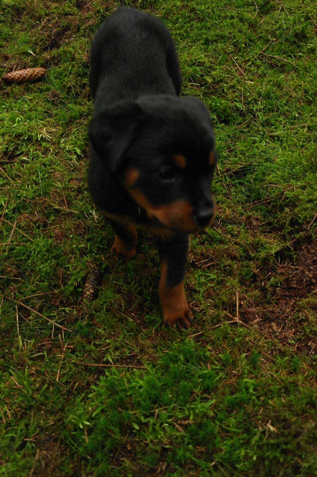Rottweiler Chika billede 8