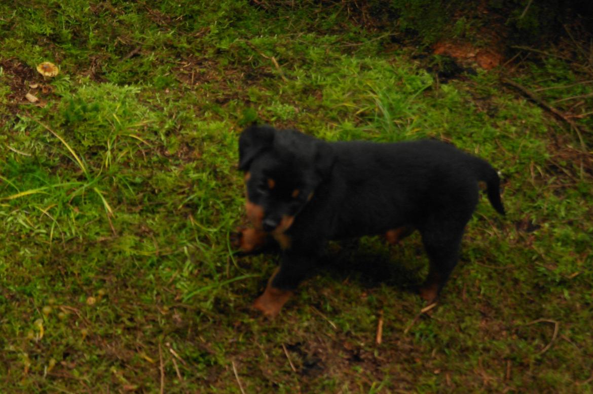 Rottweiler Chika billede 9