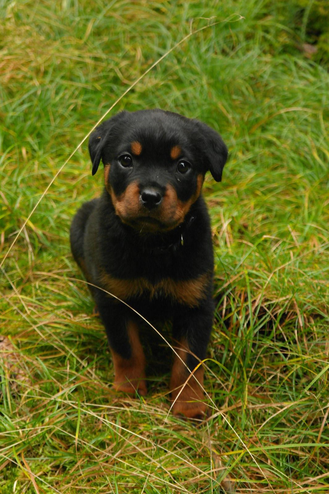 Rottweiler Chika billede 11
