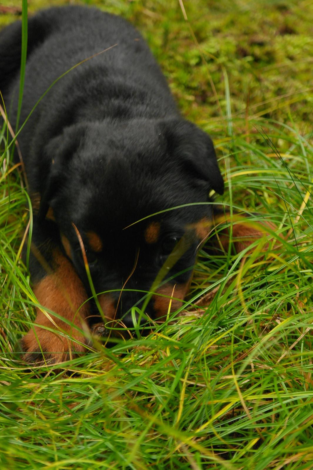 Rottweiler Chika billede 12