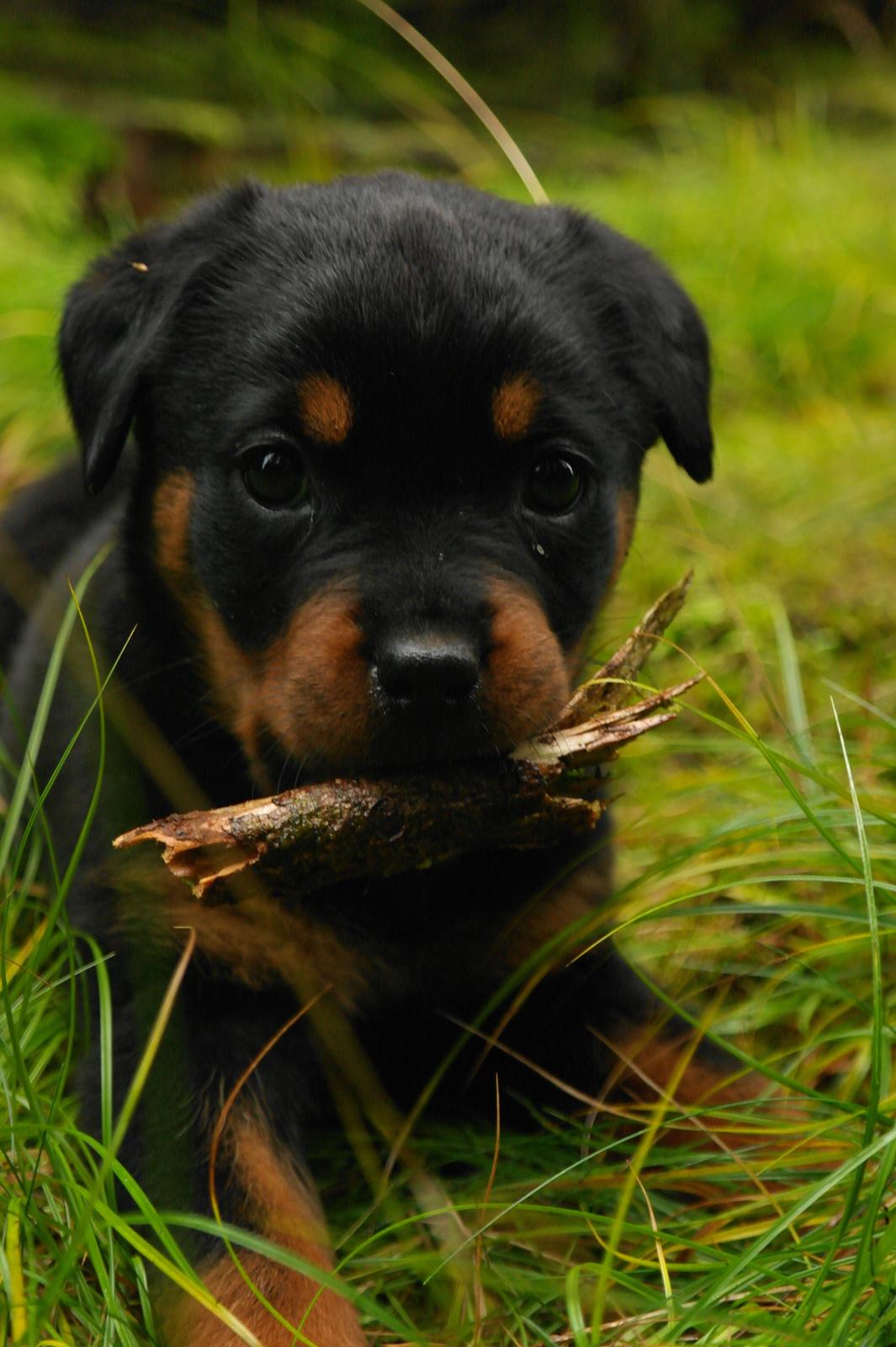 Rottweiler Chika billede 13