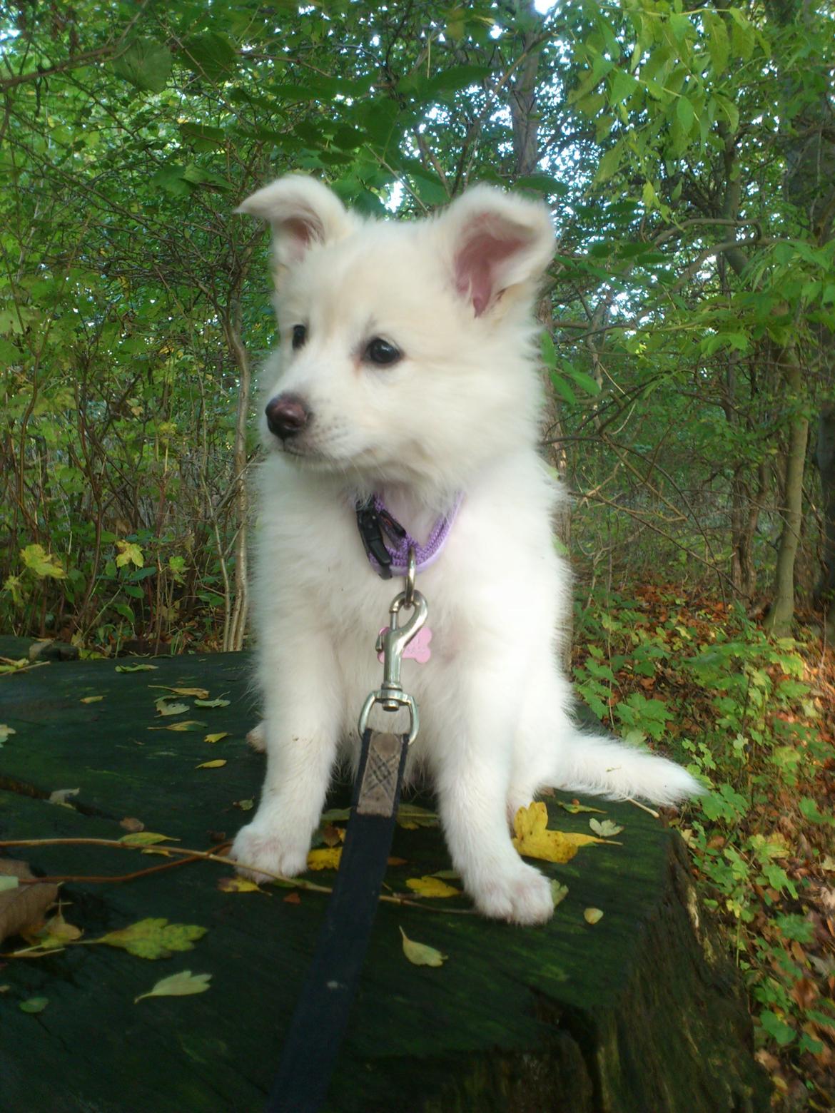 Dansk Spids Kala billede 2