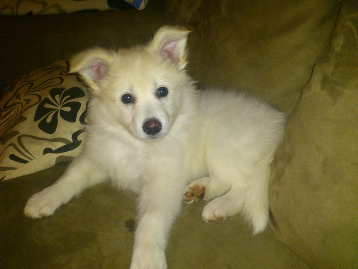 Dansk Spids Kala billede 3