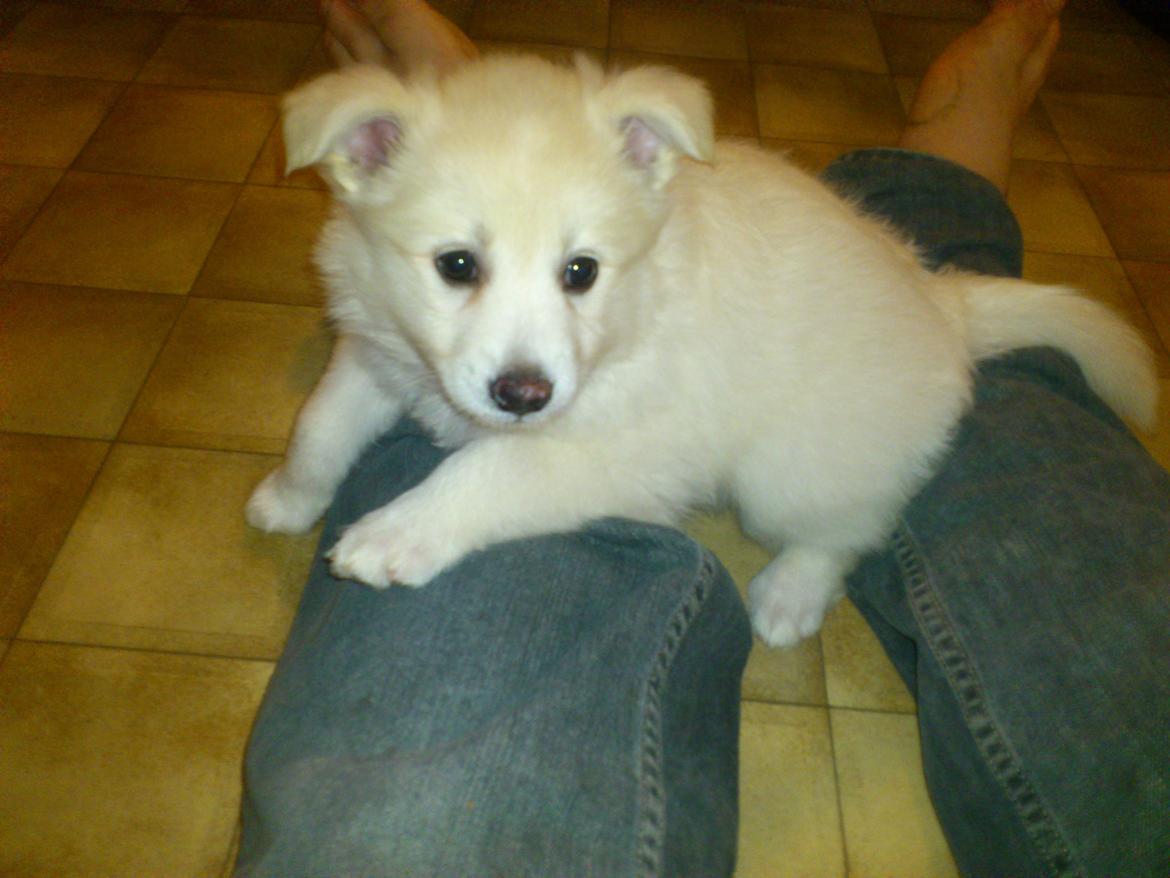 Dansk Spids Kala billede 4