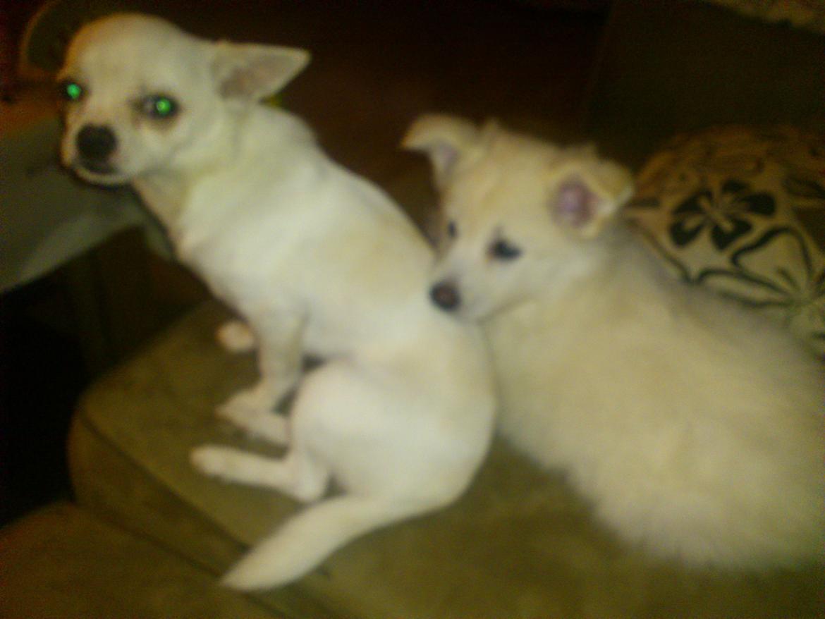 Dansk Spids Kala billede 5