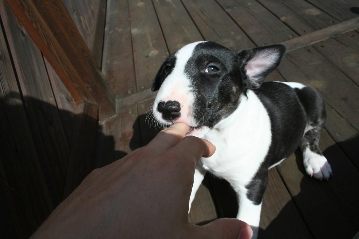 Bullterrier Redbull's Royal Dragon Rider AKA Rider billede 4