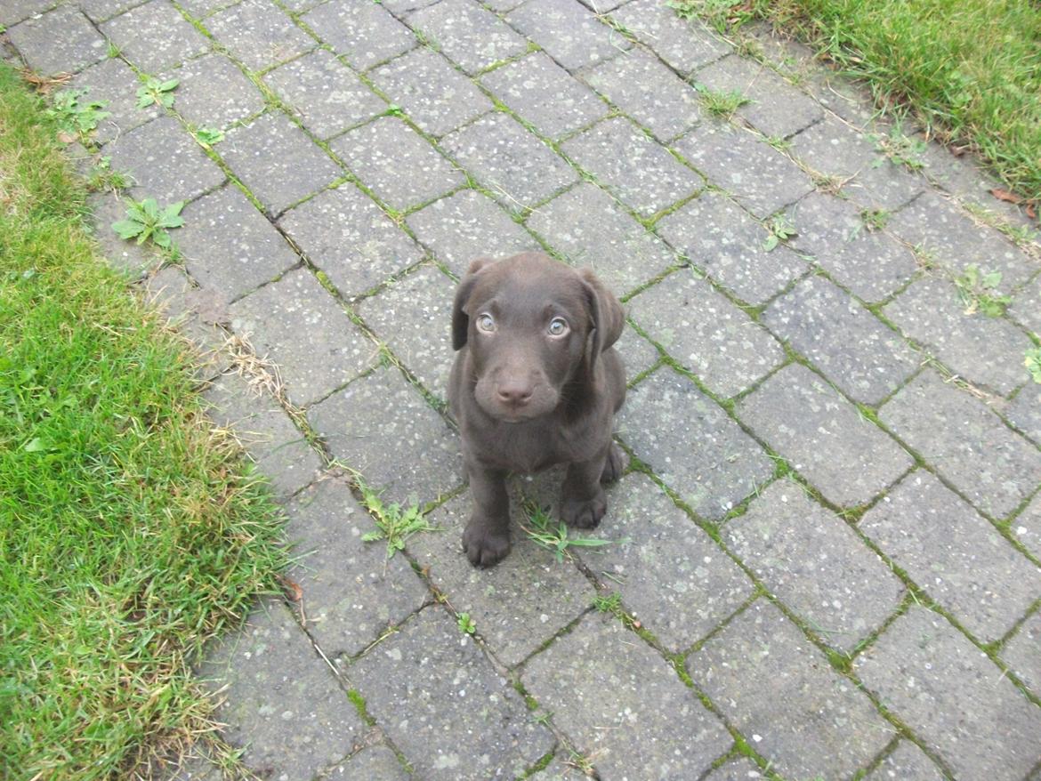 Blanding af racer Eddie billede 8