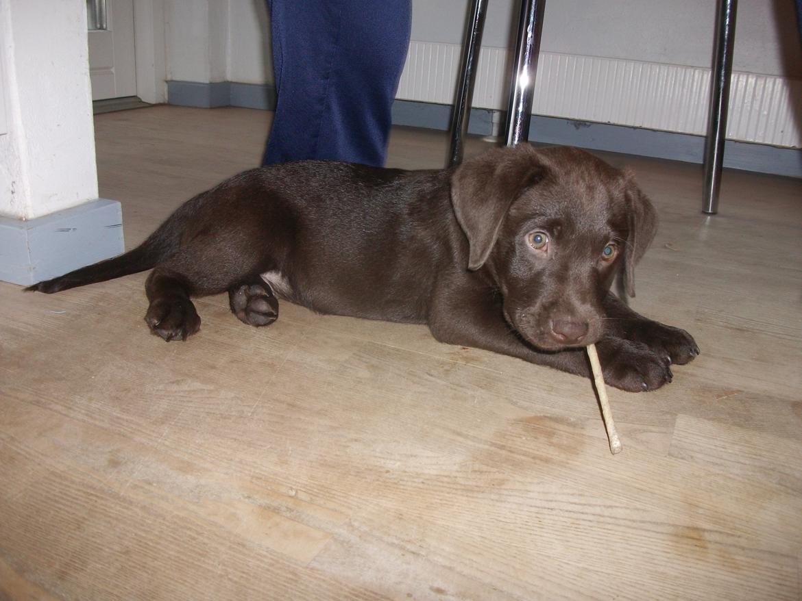 Blanding af racer Eddie billede 9