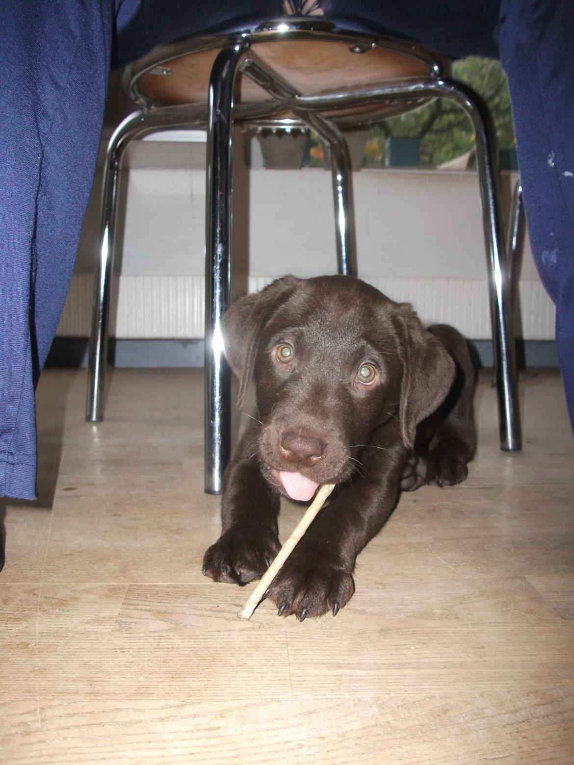 Blanding af racer Eddie billede 10