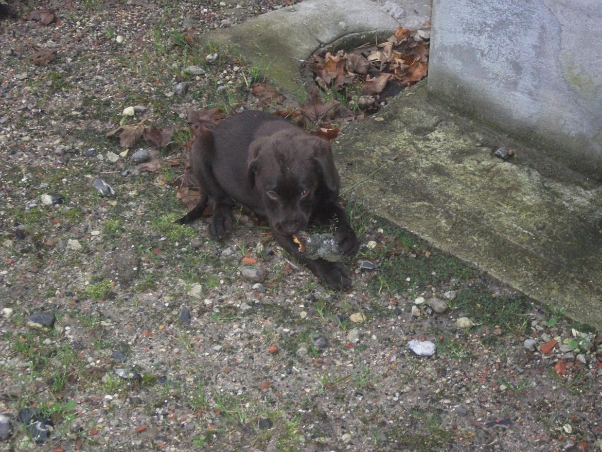 Blanding af racer Eddie billede 12