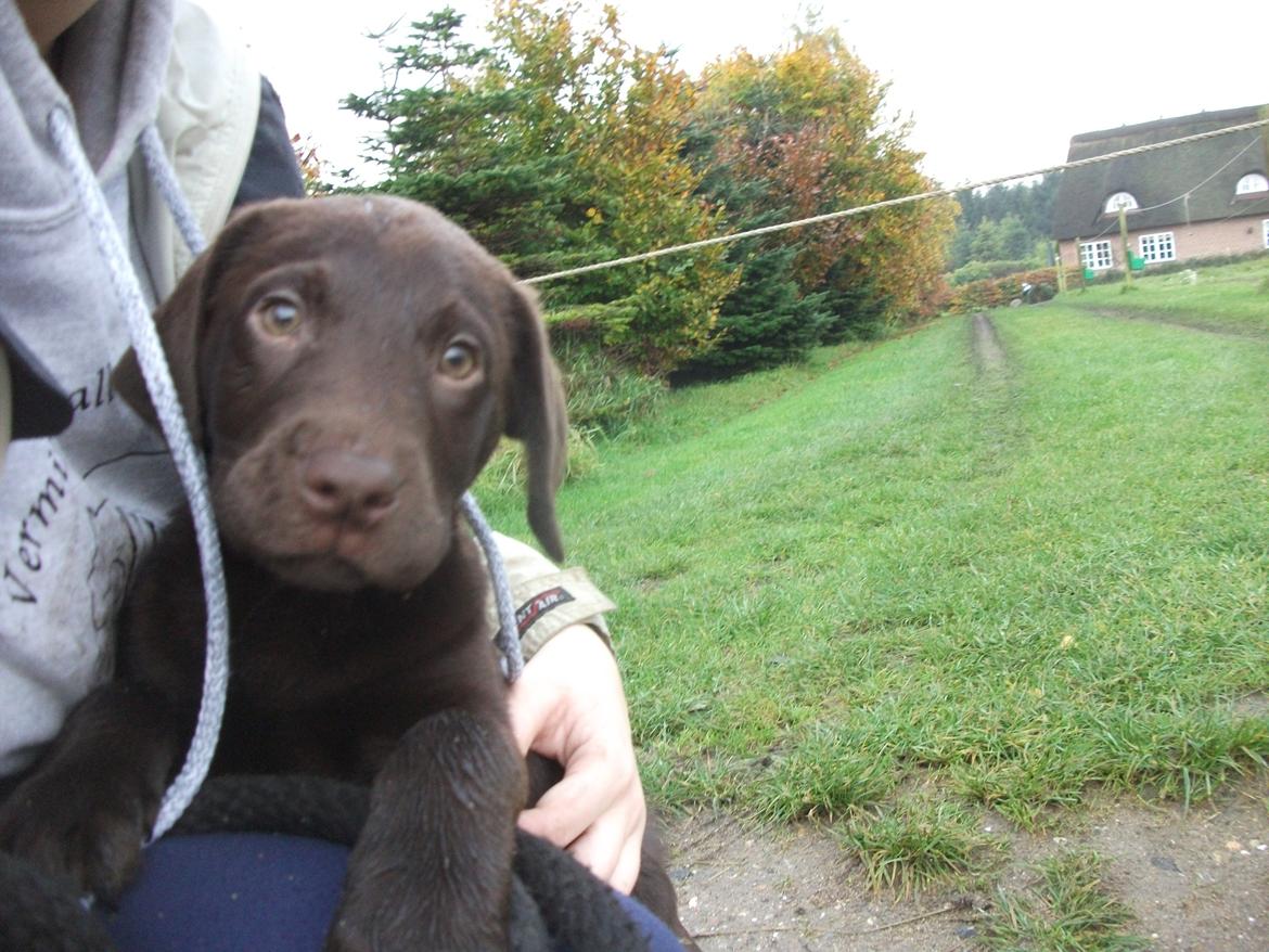 Blanding af racer Eddie billede 13