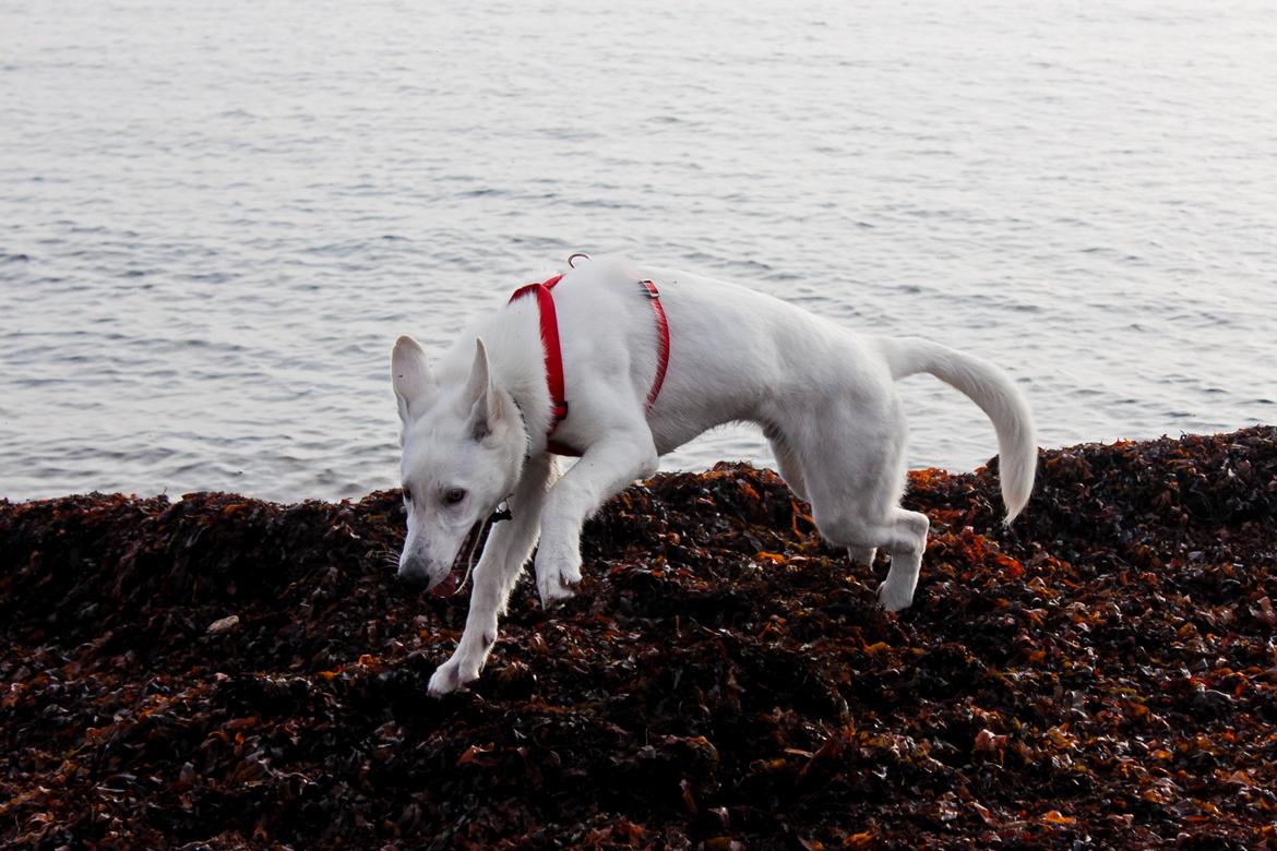 Hvid Schweizisk Hyrdehund Lobo - "Tang er fantastisk!" billede 33