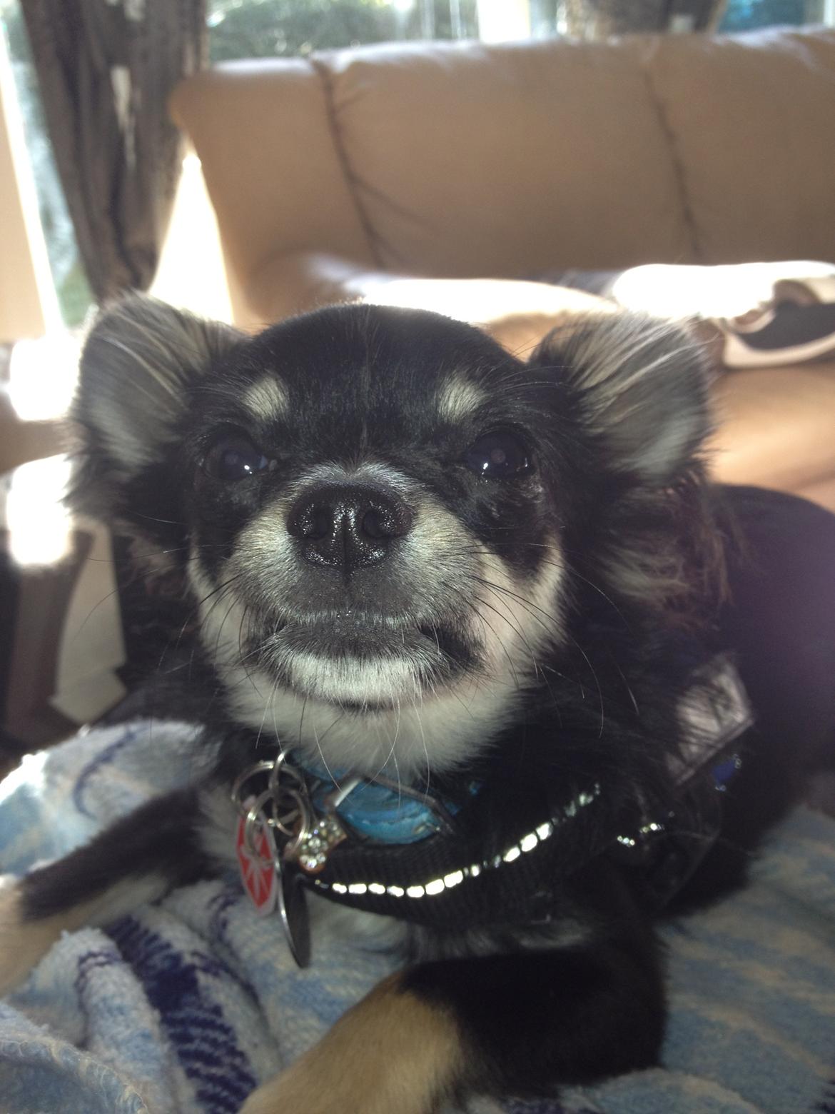 Chihuahua Tyson - leger med børnene i huset billede 9