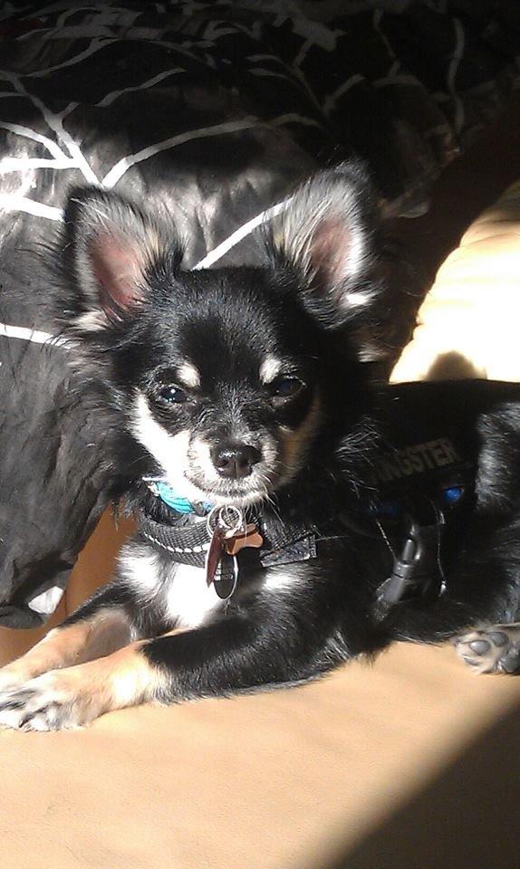 Chihuahua Tyson - ja lidt majestætisk har man jo lov til at være billede 10