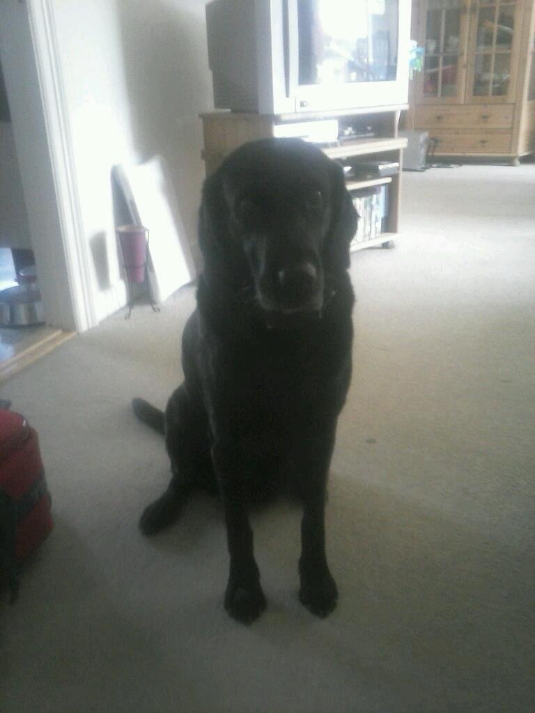 Labrador retriever Lady billede 1