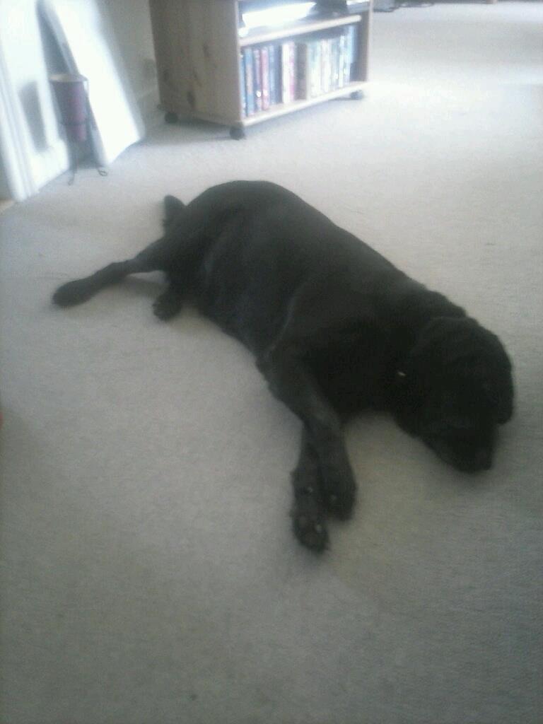 Labrador retriever Lady billede 2