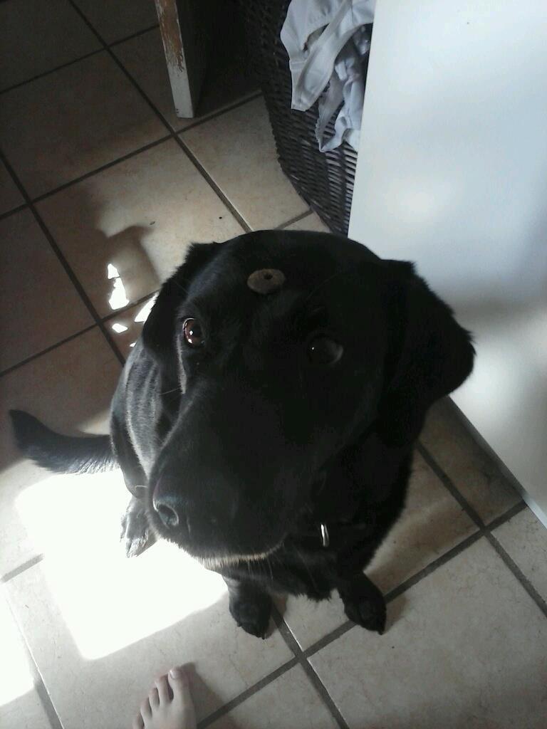 Labrador retriever Lady - Lady vil gøre alt for en godbid billede 3