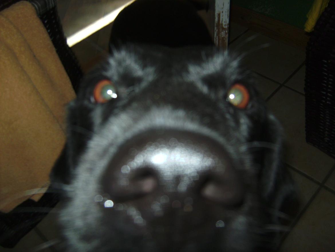 Labrador retriever Lady billede 4