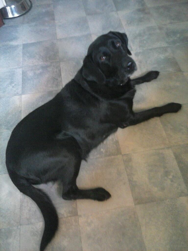 Labrador retriever Lady billede 5