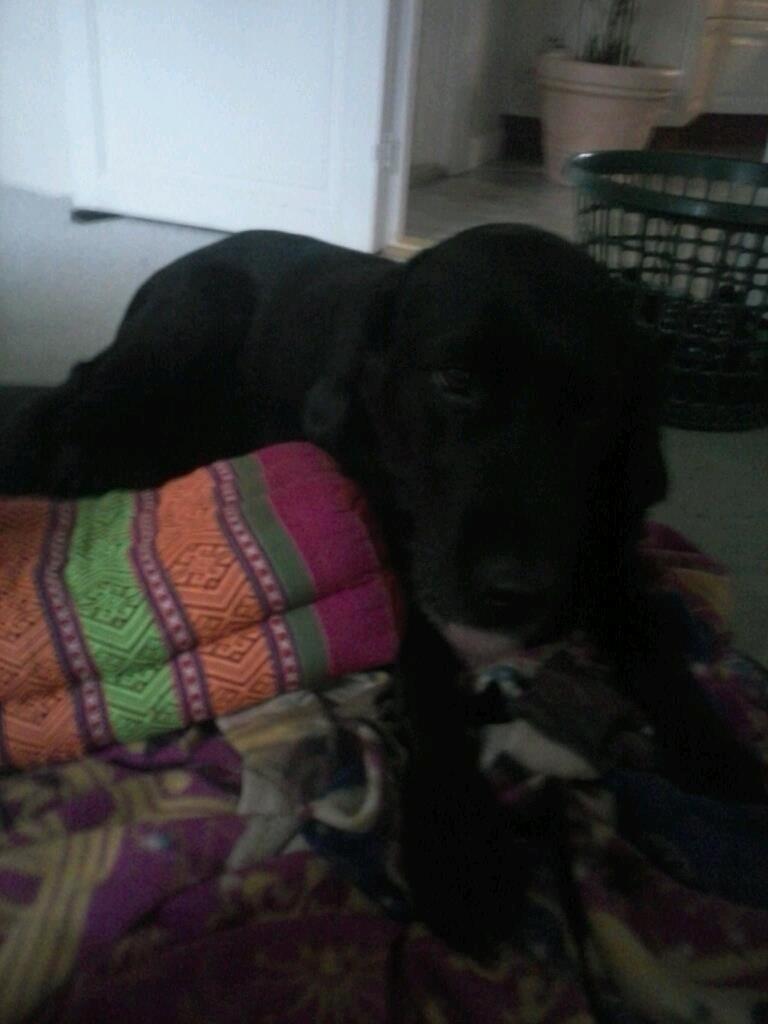 Labrador retriever Lady - Lady hygger billede 6