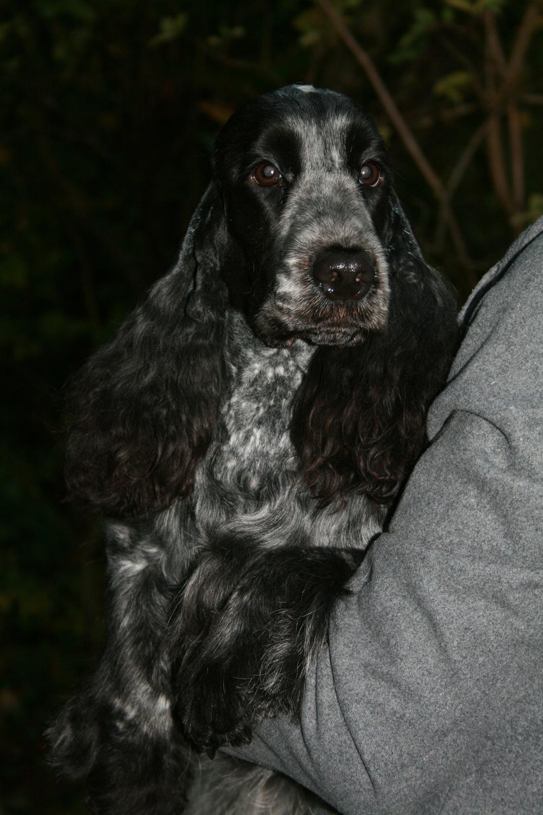 Cocker spaniel Diana - himmelhund - Diana 22 mdr billede 1