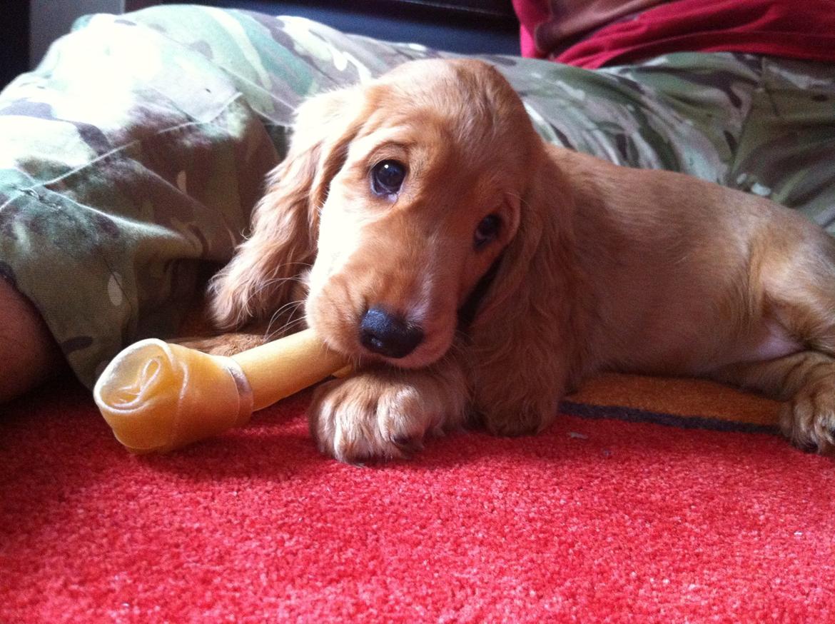 Cocker spaniel Kaylee billede 4