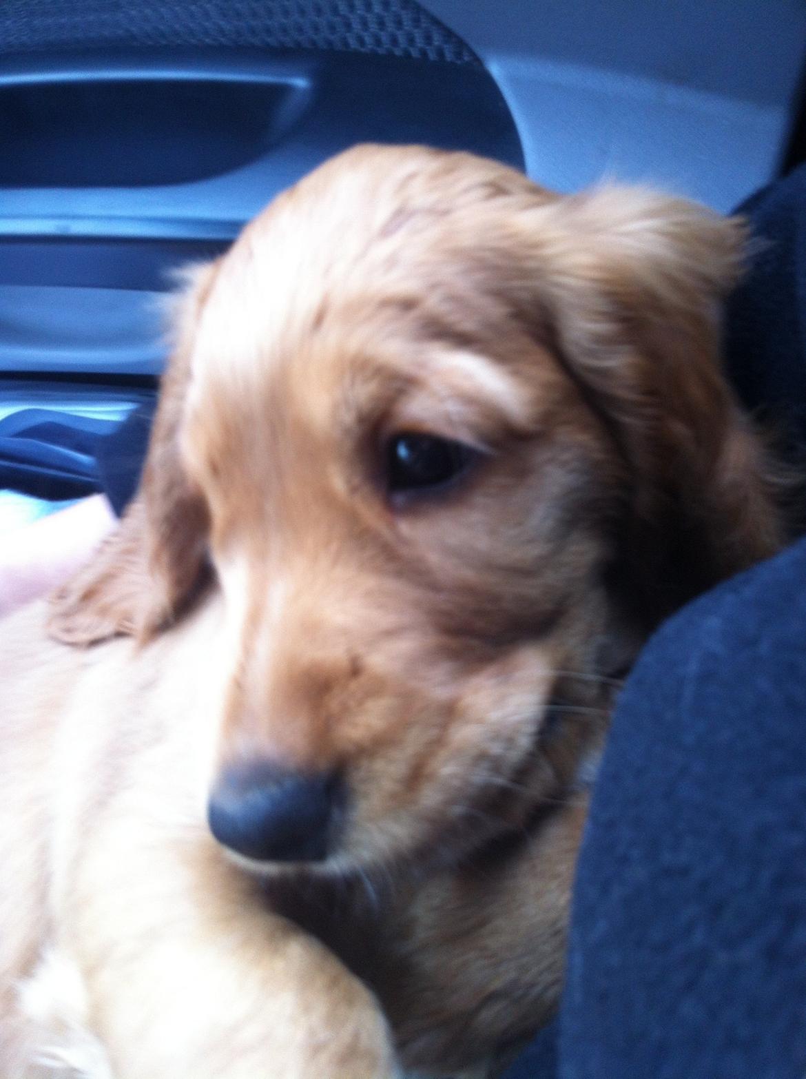 Cocker spaniel Kaylee billede 5