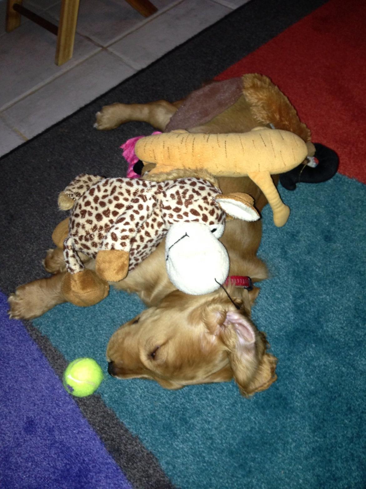 Cocker spaniel Kaylee billede 6