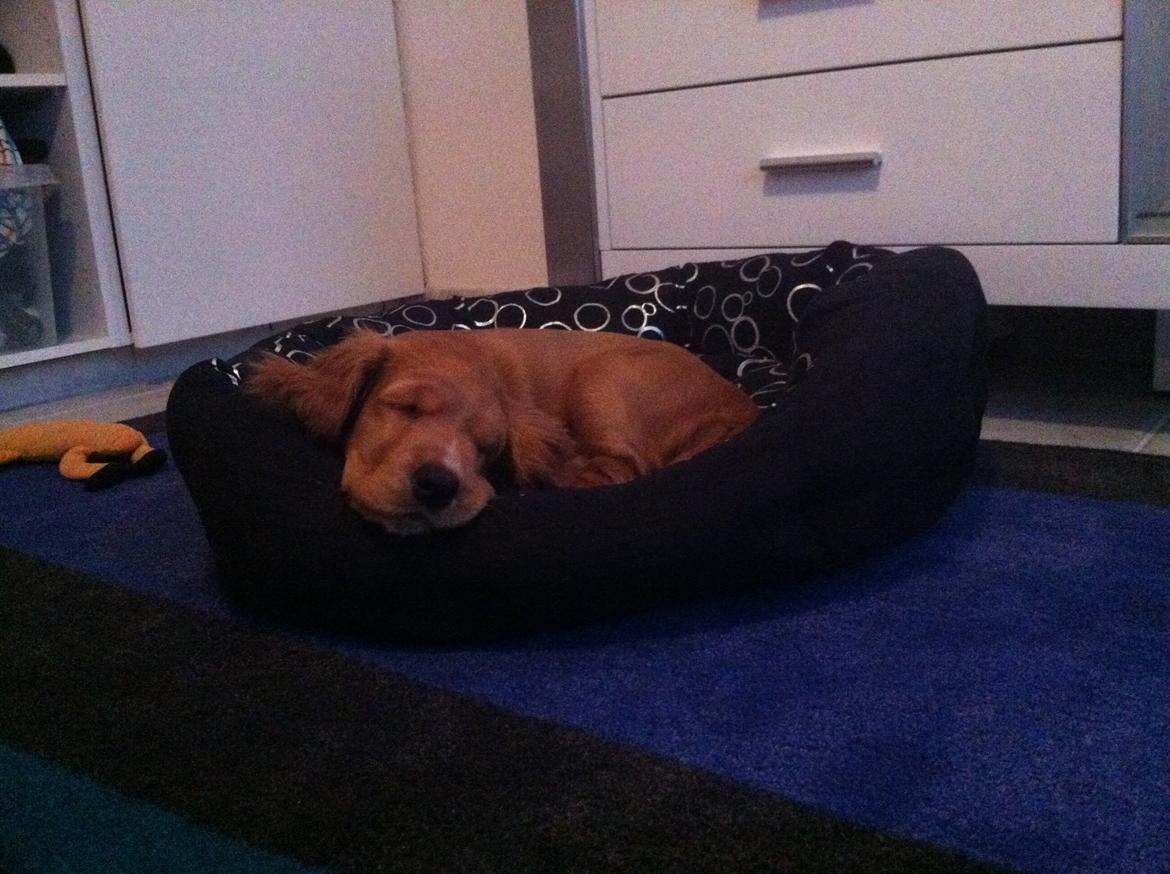 Cocker spaniel Kaylee billede 7