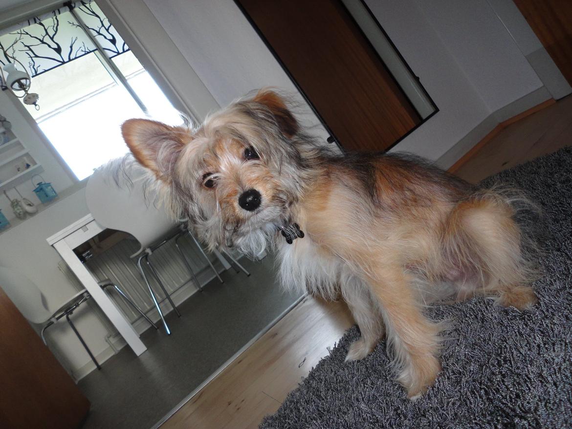 Blanding af racer Balou billede 1