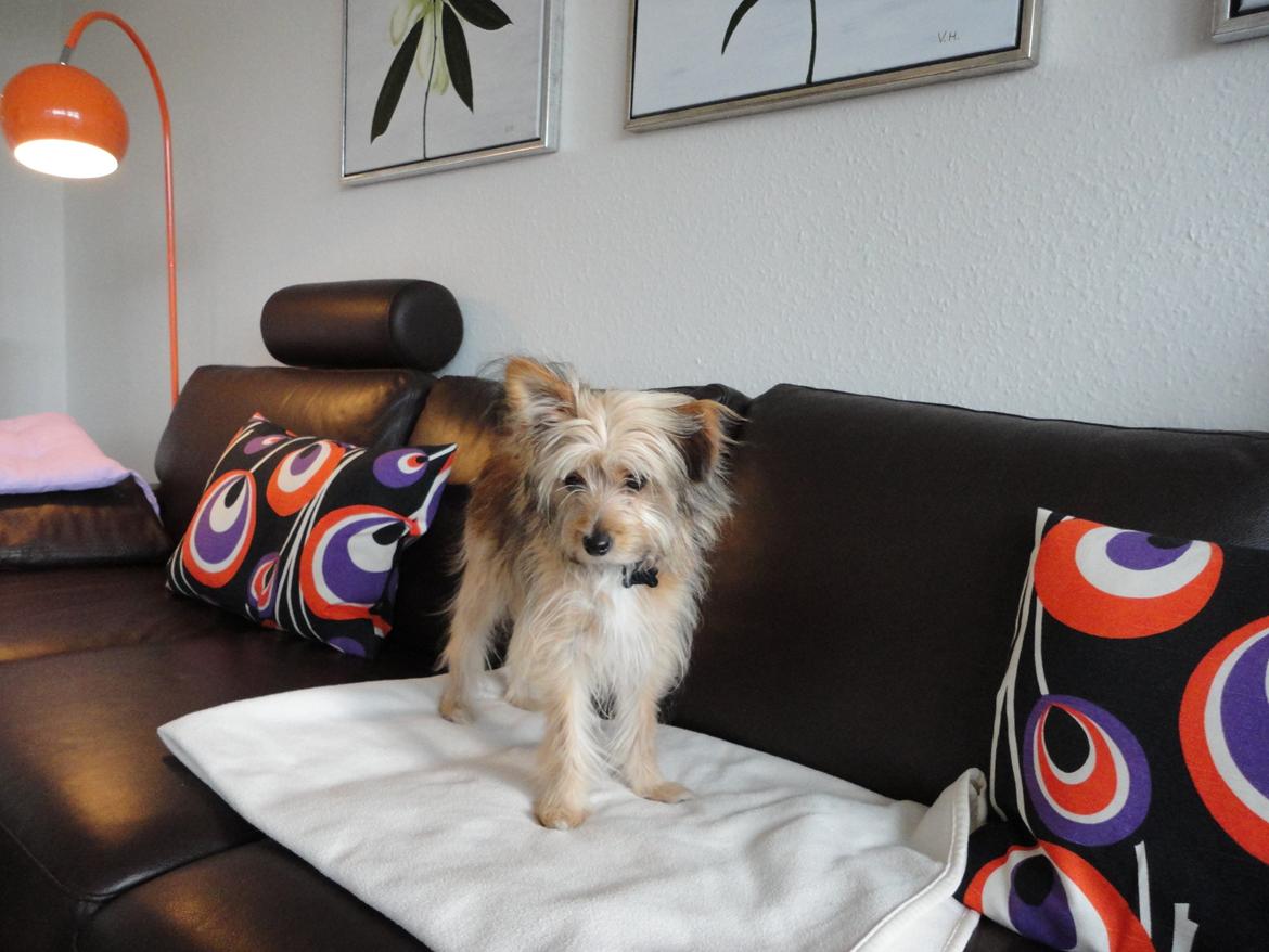 Blanding af racer Balou billede 2