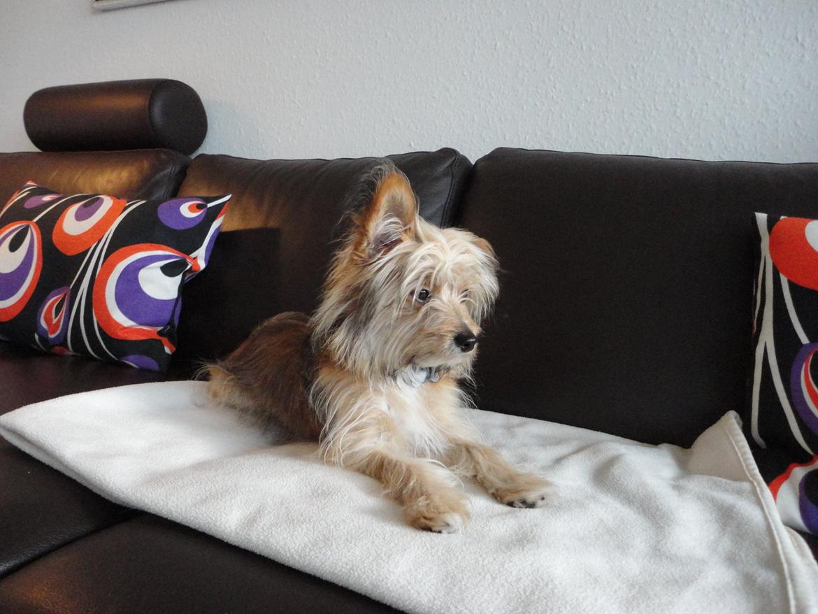 Blanding af racer Balou billede 3