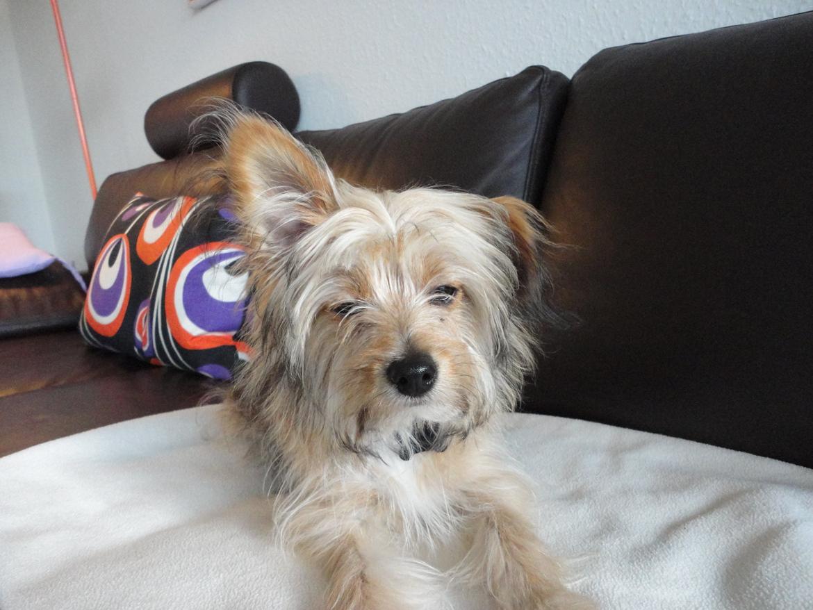 Blanding af racer Balou billede 4