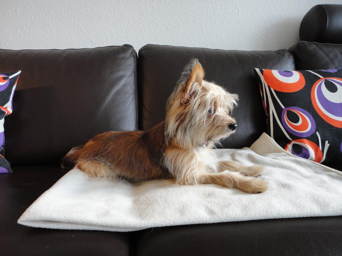 Blanding af racer Balou billede 5