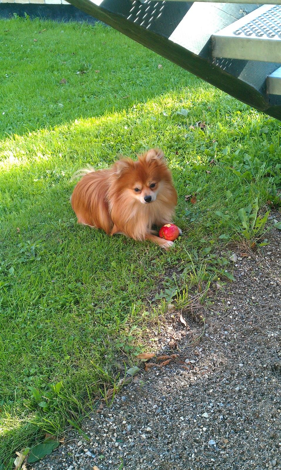 Blanding af racer Pomeranian/Papillon Jack - æbler smager dejligt (1½ år) billede 14